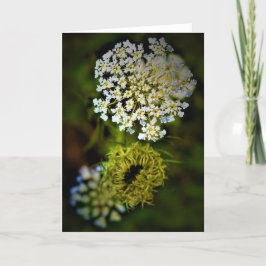Königin Anne's Lace, Karte
