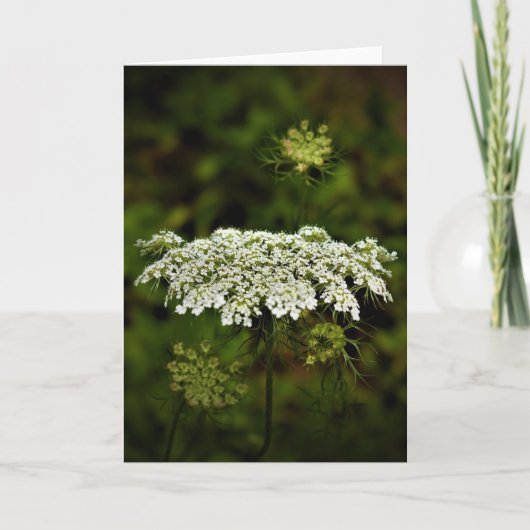 Königin Anne's Lace, Karte (Vorderseite)