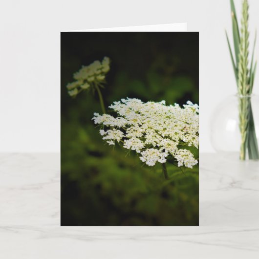 Königin Anne's Lace, Karte (Vorderseite)