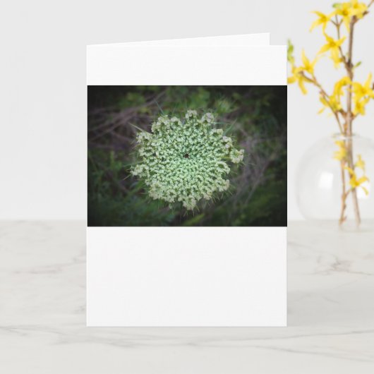 Königin Anne's Lace, Karte (Gelbe Blume)