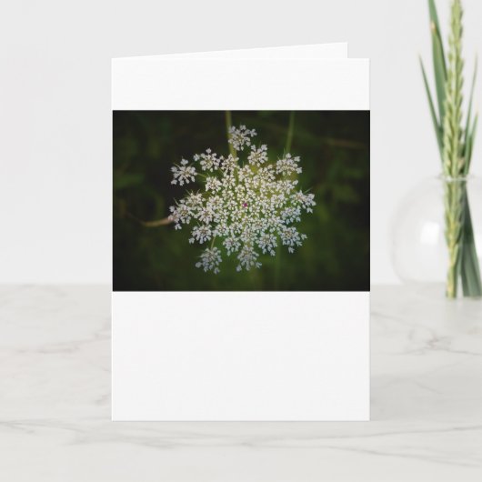 Königin Anne's Lace, Karte (Vorderseite)
