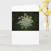 Königin Anne's Lace, Karte (Gelbe Blume)