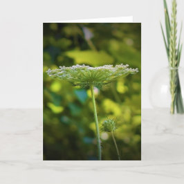 Königin Anne's Lace, Karte