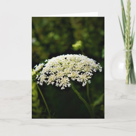 Königin Anne's Lace, Karte (Vorderseite)