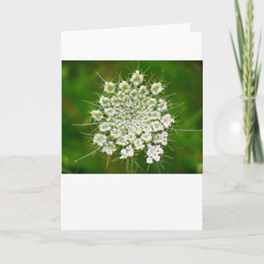Königin Anne's Lace, Karte (Vorderseite)