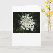 Königin Anne's Lace, Karte (Gelbe Blume)