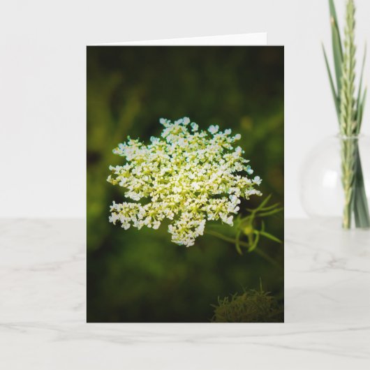 Königin Anne's Lace, Karte (Vorderseite)