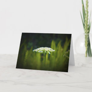 Königin Anne's Lace, Karte