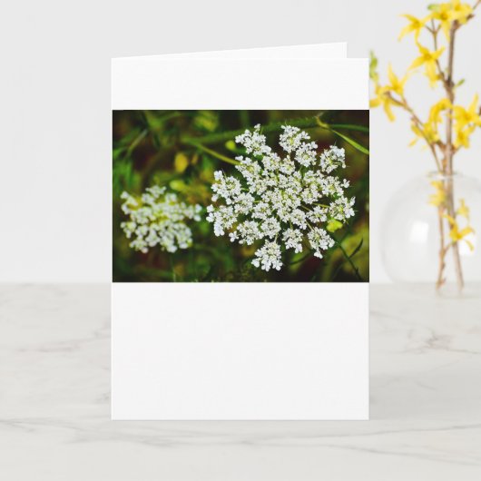 Königin Anne's Lace, Karte (Gelbe Blume)