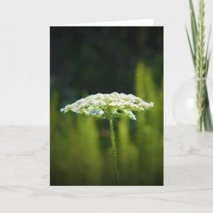 Königin Anne's Lace, Karte