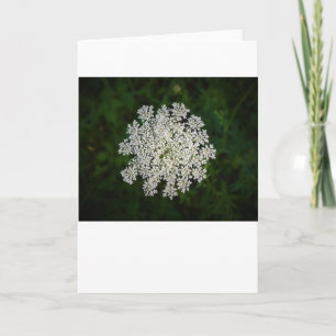 Königin Anne's Lace, Karte