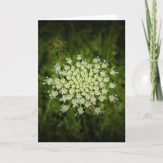 Königin Anne's Lace, Karte (Vorderseite)
