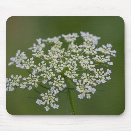 Königin Anne's Lace Mousepad (Vorne)