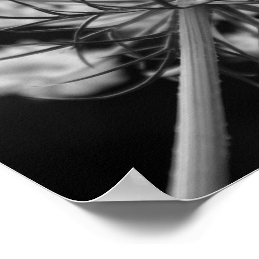 Königin Anne's Lace Poster (Ecke)