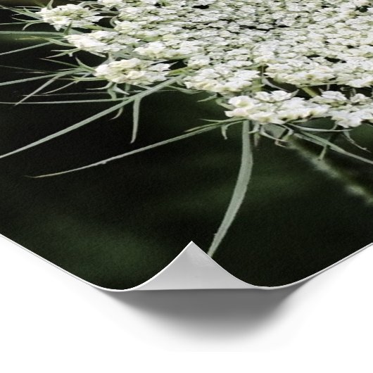Königin Anne's Lace Poster (Ecke)