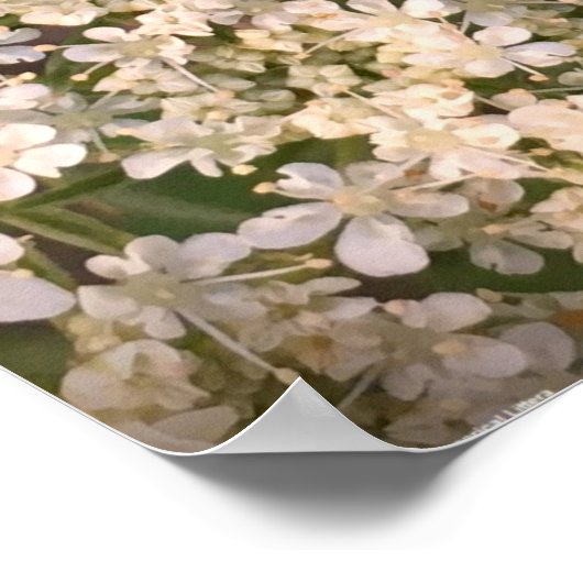 Königin Anne's Lace Poster (Ecke)