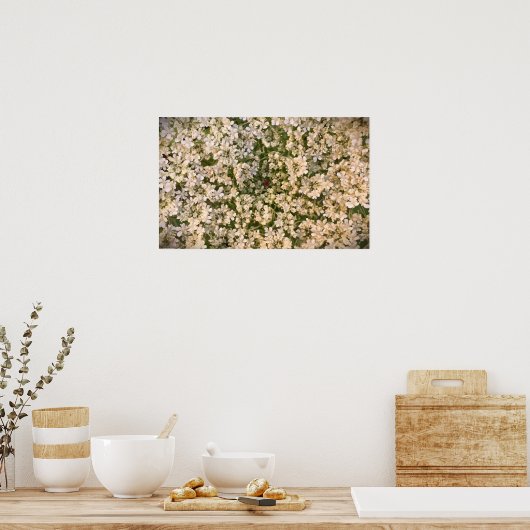 Königin Anne's Lace Poster (Küche)