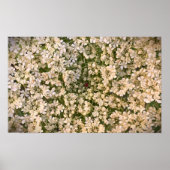 Königin Anne's Lace Poster (Vorne)