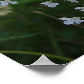 Königin Anne's Lace Poster (Ecke)