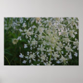 Königin Anne's Lace Poster (Vorne)