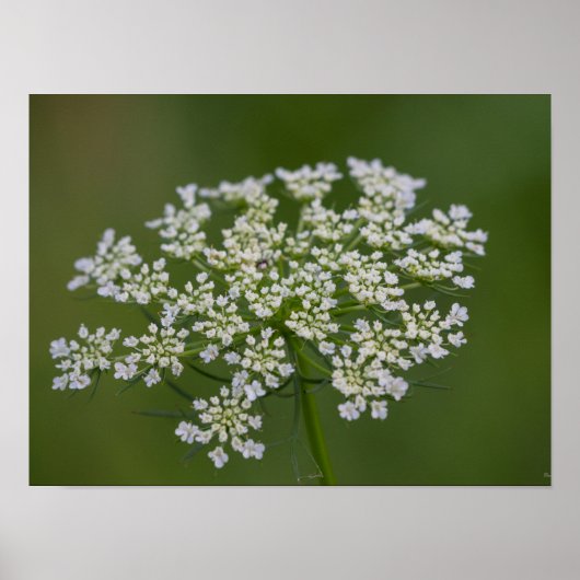 Königin Anne's Lace Poster (Vorne)