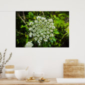 Königin Anne's Lace Poster (Küche)
