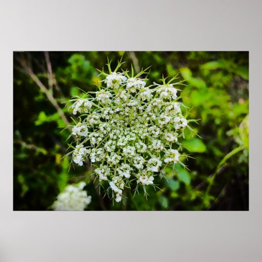 Königin Anne's Lace Poster (Vorne)