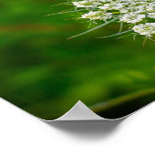 Königin Anne's Lace Poster (Ecke)