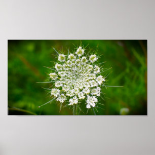 Königin Anne's Lace Poster