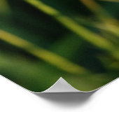 Königin Anne's Lace Poster (Ecke)