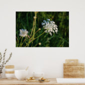Königin Anne's Lace Poster (Küche)