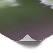 Königin Anne's Lace Poster (Ecke)