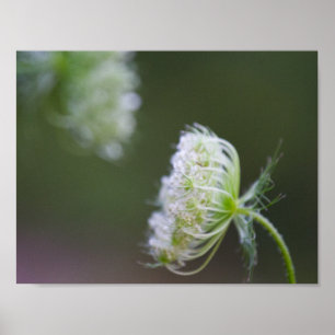 Königin Anne's Lace Poster