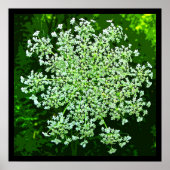 Königin Anne's Lace Poster (Vorne)