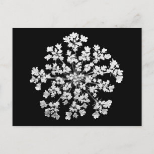 Königin Anne's Lace Postkarte