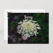 Königin Anne's Lace Postkarte (Vorne/Hinten)