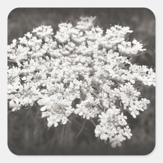 Königin Anne's Lace Quadratischer Aufkleber (Vorderseite)