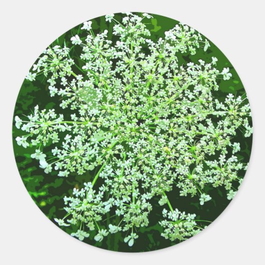 Königin Anne's Lace Runder Aufkleber (Vorderseite)