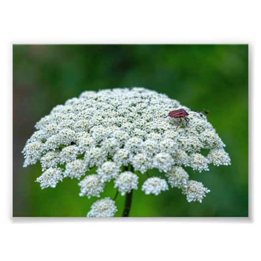 Königin Anne's Lace White Wild Carrot Blume Fotodruck (Vorne)