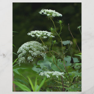 Königin Anne's Lace-Wildblume im Sommer