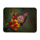 Königin auf tropischer Milchkraut Magnet (Horizontal)