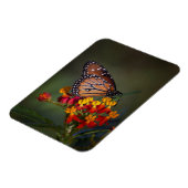 Königin auf tropischer Milchkraut Magnet (Linke Seite)