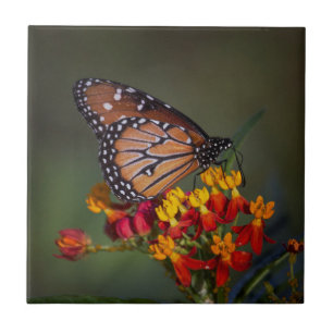 Königin Butterfly auf tropischen Milchkraut Fliese