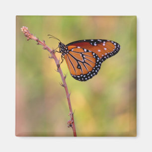 Königin Butterfly knistert im Licht Magnet