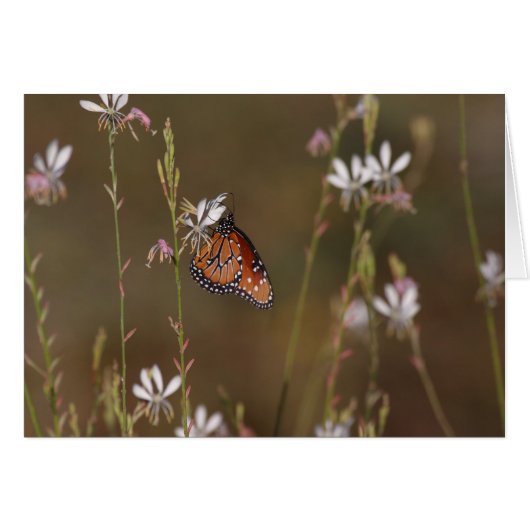 Königin Butterfly und Milchkraut (Vorderseite (Horizontal))