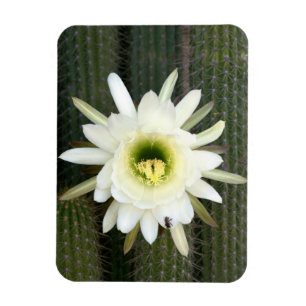 Königin der Nacht-Kaktusblüte, Karoo-Region Magnet
