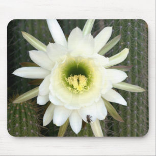Königin der Nacht Kaktusblüte, Karoo-Region Mousepad