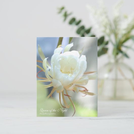 Königin der Nacht:Postkarte Postkarte (Stehend Vorderseite)