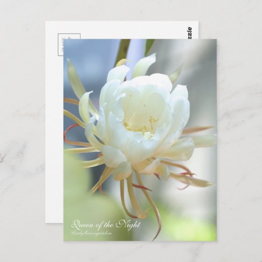 Königin der Nacht:Postkarte Postkarte (Vorne/Hinten)