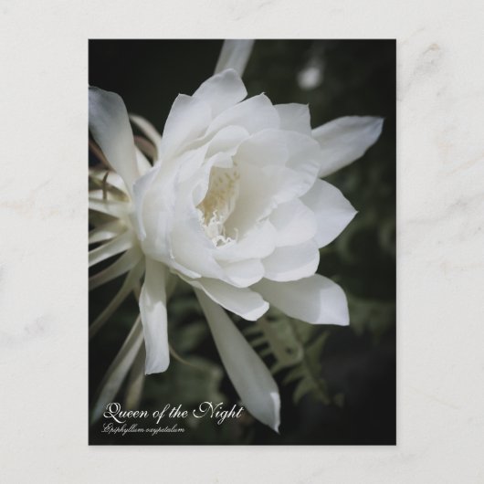 Königin der Nacht:Postkarte Postkarte (Vorderseite)
